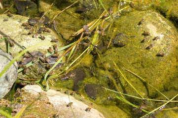 bees drink water in a garden pond