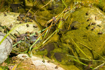 bees drink water in a garden pond