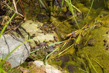 bees drink water in a garden pond