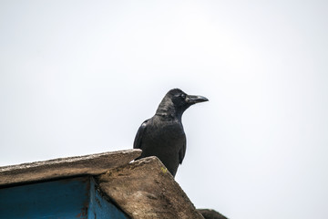 Schwarzer Vogel Nepal