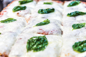 Macro closeup of mozzarella foccacia bread with green basil leaves, melted cheese pizza after baking, golden brown crust