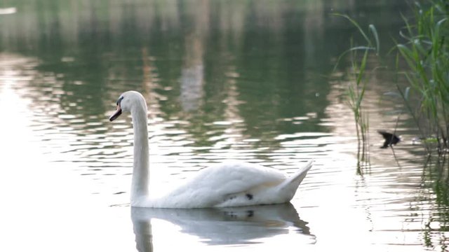 The swan examines his lake possessions