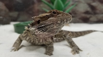 Breaded dragon close up for head