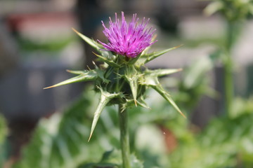 Mariendistel Blühend