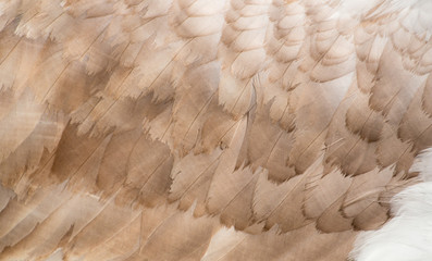 Feathers of swan. Close-up photo of wing