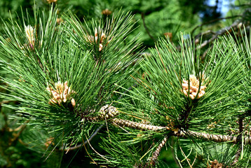 Emerging pine cone closeup