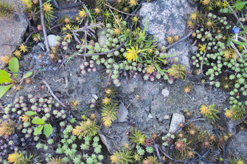 Bright colorful ground background