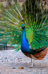Obraz premium Mężczyzna Paw indyjski pokazano jego piękne pióra ogona niebieski