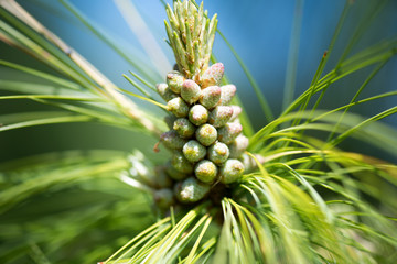 Fototapeta premium Еhe Himalayan pine blossom. 