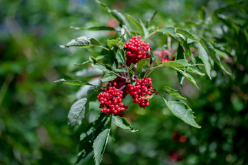 A branch of a viburnum with red berries.