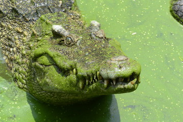 close up of salt water crocodile.