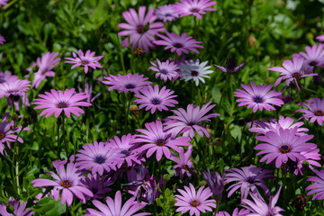 Obraz premium Purple osteospermum flowers, Madeira Island.