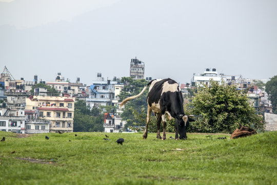 Kuh auf der Wiese in Kathmandu