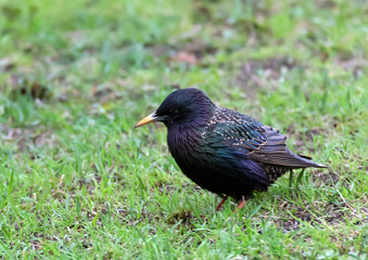 A starling