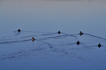 Kaczki płynące po tafli jeziora © mari00sh