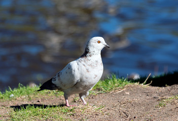 Doves