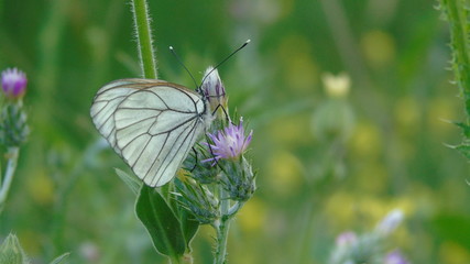 Lepidoptera