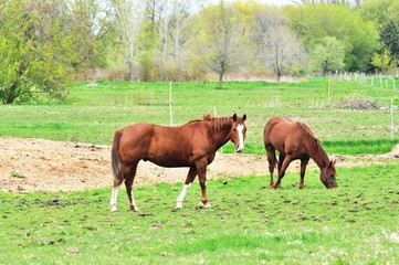 Two Horses