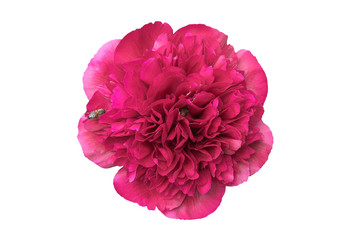 peony flower and bee isolated on white background