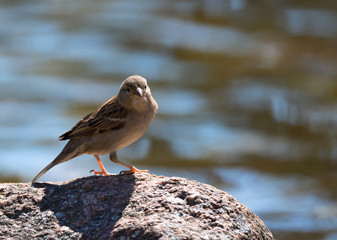 Sparrow