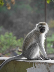 Sitzender Affe, Meerkatze