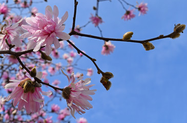 True Beauty of Spring