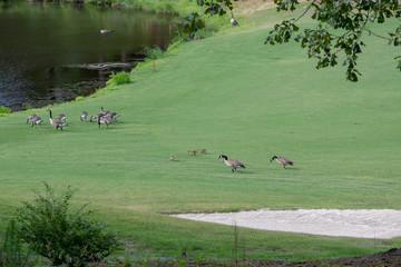 Family of geese in the field