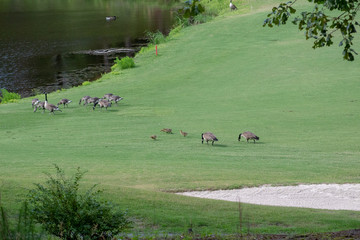 Family of geese in the field