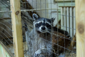 sad raccoons expect when they will be fed