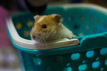 small children play with small hamsters