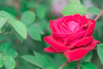 red rose close - up defocus