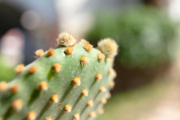 macro cactus needles and flowers