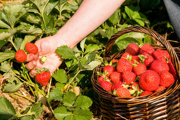 Picking  ripe strawberries on the strawberrry plantation on a sunny summer day