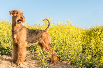 dog breed airedale terrier on a background of yellow flowers and blue sky