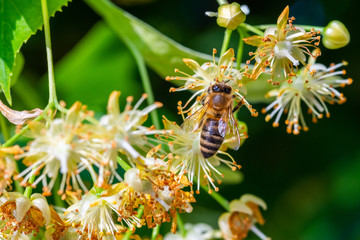 Honey bee in Linden Flowers, Apis Carnica
