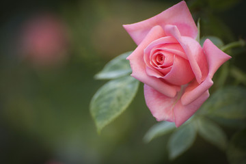 Blooming roses and buds on a bush in the garden