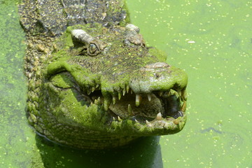 close up of salt water crocodile.