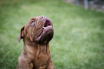 cute breed of brown dog with a blurry green background. Dogue de Bordeaux in the garden.