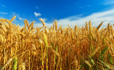 Ripe wheat in summer.