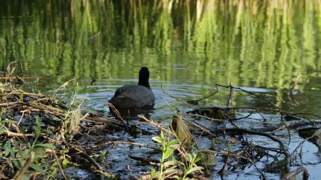 Coot on the lake looking for food in the morning