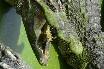 close up of salt water crocodile.