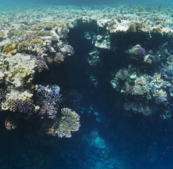 Naklejka na ściany i meble Colorful corals on the reef in the underwater world of the red sea.