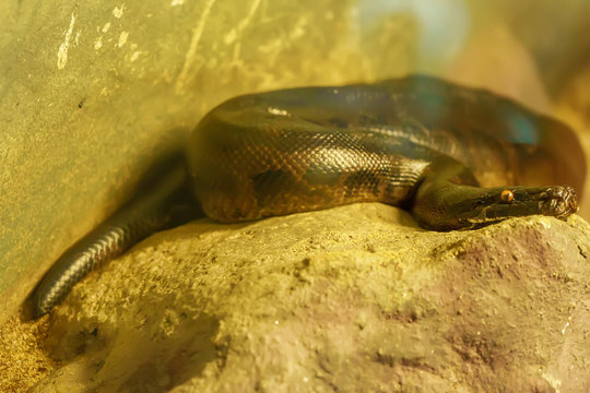 Blood python curve on the big rock.