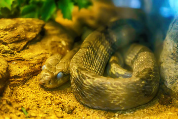 Dog-toothed cat snake curve on the sand.