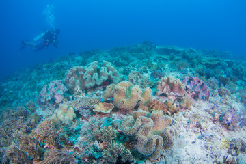 Scuba dive coral reef. Divers underwater in ocean