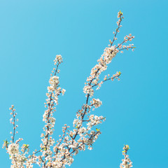 Flowering branches of a tree against the sky