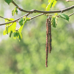 Hanging tree earrings in the spring season