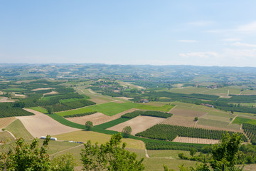 Landscape with vineyards from Langhe,Italian agriculture