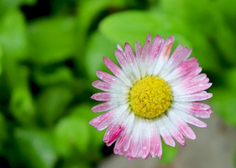 Obraz premium Cute pink daisy