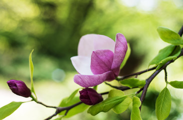 Spring magnolia flowers